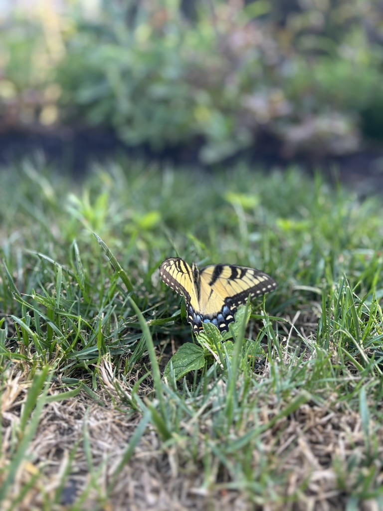 butterfly